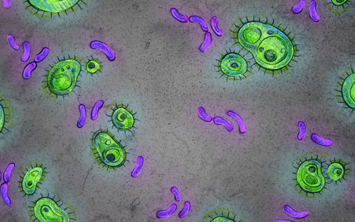 人类的"第二基因组"——肠道微生物2016年主要研究盘点