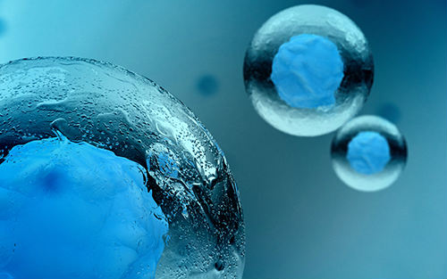 Cell Stem Cell：金<font color="red">颖</font>教授发现干细胞自我更新的重要机制
