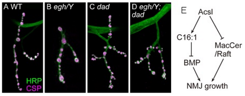 J Cell Sci：遗传发育所揭示神经突触发育调控机制