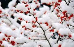 上海学者称，冬季温度、湿度和气压急变可诱发心衰