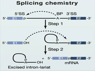Science：生命中心​施一公研究组报道酵母剪接体催化第二步剪接反应激活状态的三维结构