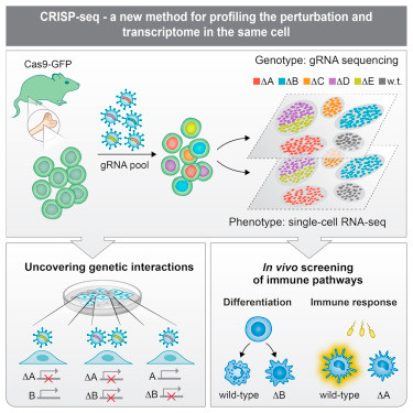 Cell：将CRISPR和单细胞RNA测序结合在一起分析基因功能