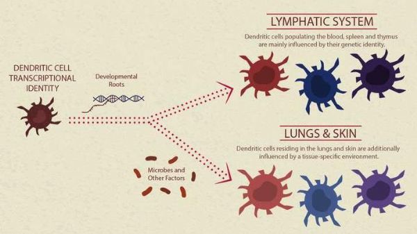 Sci Immunol：人类免疫系统“守卫”—<font color="red">树突</font>细胞研究取得重大突破