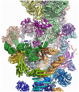 Science：解析出酵母小亚基加工体的三维结构图