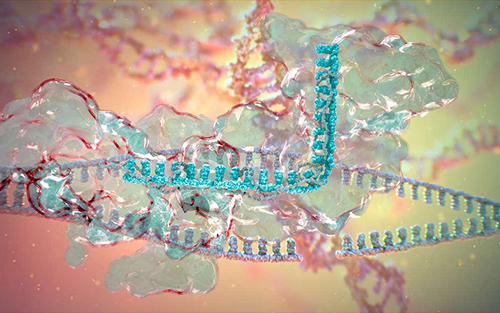 Science采用改进CRISPR技术 发现近500个新的lncRNAs