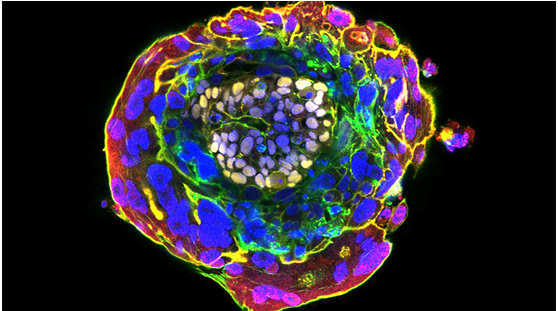 胚胎研究允许超过14天？英国科学家Mary Warnock说还没有那么快