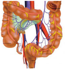 Cell Syst：最大規(guī)模的腸道<font color="red">菌</font><font color="red">群</font>被破譯，地理位置影響<font color="red">菌</font><font color="red">群</font>模式