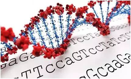 Nature：<font color="red">体重</font>超重影响DNA甲基化
