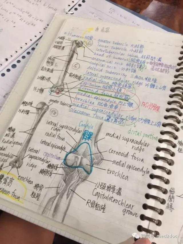 看这超狂解剖笔记，确定这位同学是<font color="red">念</font>医学院的？！