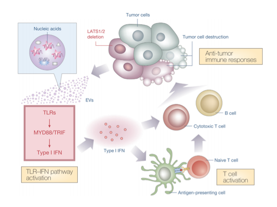 Cell：<font color="red">细胞</font>外膜泡（EVs）参与肿瘤Hippo通路对抗肿瘤<font color="red">免疫</font>的调节