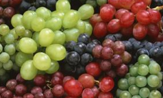 BMJ：英国医生警告，葡萄已成为幼儿<font color="red">窒息</font>第三大常见食物