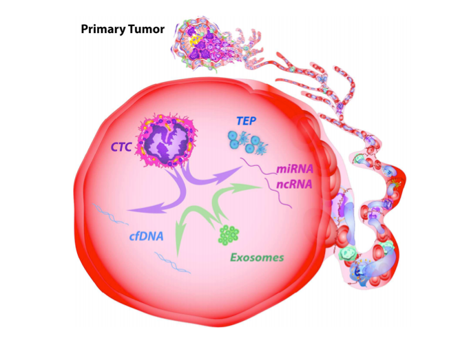 ANN ONCOL：循环肿瘤标志物CTCs、ctDNA和外泌体在精准医学中的“阴”和“阳”