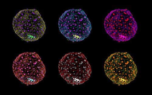 盘点获<font color="red">年度</font>科技<font color="red">突破</font>的胚胎研究在2016年的进展