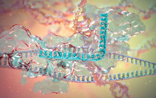 Science：CRISPR“直击”胚胎生长过程，下一步也许就是癌症！