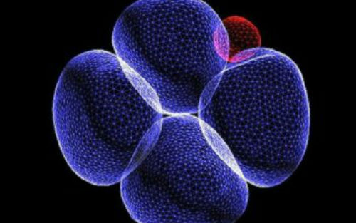 Cell：受精卵<font color="red">发育</font>第二天，胚胎细胞<font color="red">分化</font>就已经出现差异