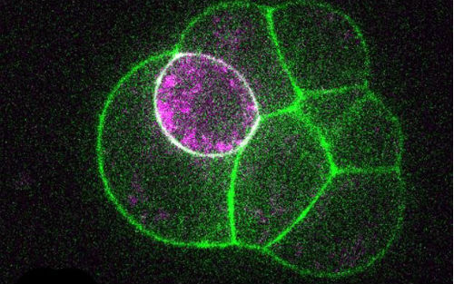 Nature：揭示胚胎细胞的命运抉择