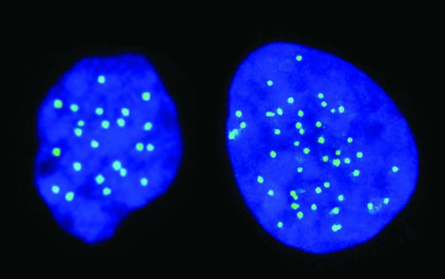 Nature：新型胚胎干细胞，只有一半基因组