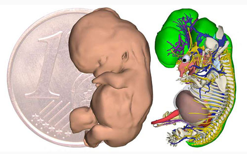 Science：人类胚胎<font color="red">发育</font>免费在线互动式3D图集建成