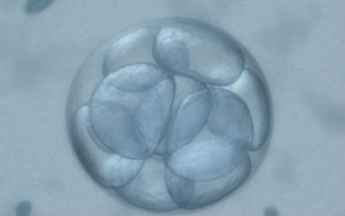 Development：三维<font color="red">成像</font>告诉你，胚胎植入之初，小鼠子宫内发生了哪些变化？