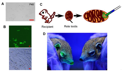 Cell Res：昆明<font color="red">动物</font><font color="red">所</font>利用树鼩精原干细胞获得世界首只转基因树鼩