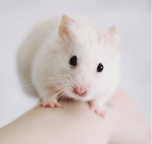 萌萌哒小老鼠，却可能成为挽救肿瘤患者的“大英雄”！