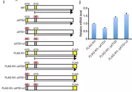 Nature：揭示lncRNA在<font color="red">调节</font>细胞过程中发挥重要<font color="red">功能</font>