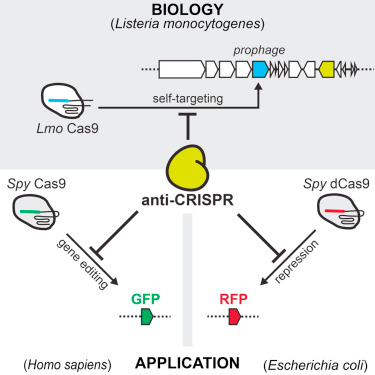 Cell：赞！又发现两种新的抗CRISPR蛋白