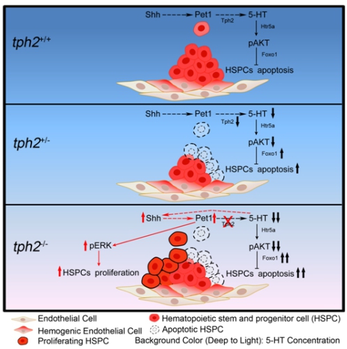 JEM：中科院<font color="red">刘</font>峰教授揭示5-羟色胺调控造血干细胞发育的机制