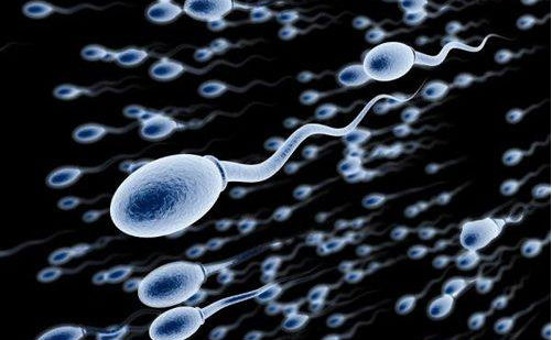 Genes & Dev：为何随着年龄增长，男性精子会逐渐减少？
