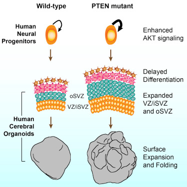 Cell Stem Cell：操纵PTEN基因培养出具有表面褶皱的大脑类器官