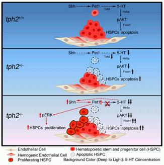 J Exp Med：动物<font color="red">所</font>揭示<font color="red">5</font>-羟色胺调控造血干细胞发育机制