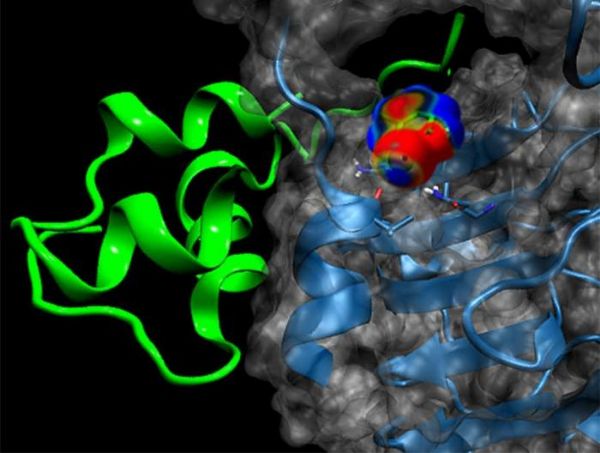 JBC：改造胰岛素分子可使其更迅速的<font color="red">发挥作用</font>
