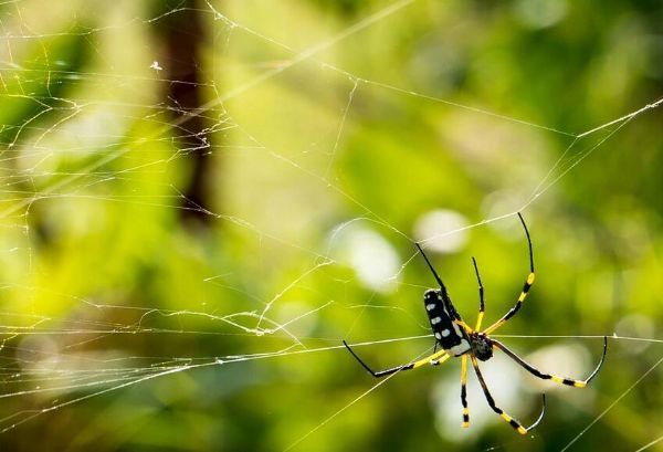 糖尿病伤口难愈合，科学家巧用蜘蛛丝来帮忙