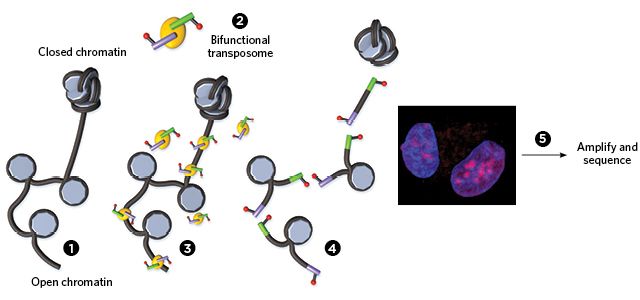 Nat Methods：利用ATAC-see技术可视化观察易接近的染色质