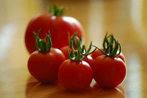 番茄祖先或来自南极洲