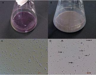 天津工<font color="red">生</font>所在谷氨酸棒杆菌发酵生产紫色杆菌素研究中获进展