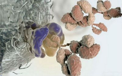J immunol：肿瘤免疫检查点疗法联合药物研究新进展