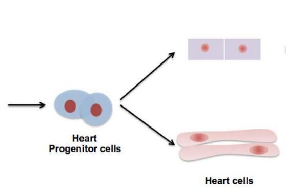 科学家利用干<font color="red">细胞</font>成功再生出心脏外层结构