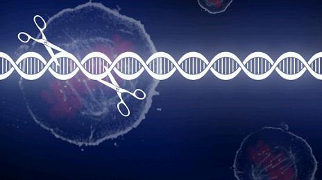 基因编辑新突破 遗传性免疫缺陷病症可能有救了
