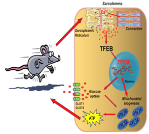 Cell子刊：锻炼的好处都在基因TFEB的控制下