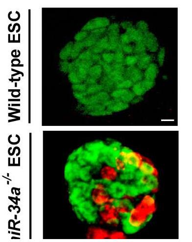 Science：突破性成果！科学家重编程胚胎干细胞成功扩展其潜在的细胞命运