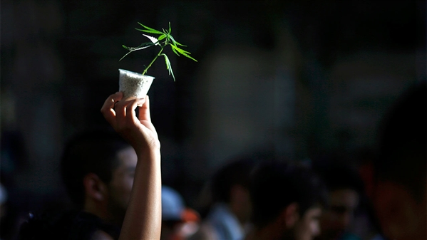 美专家称大麻“确有医疗效用” 但未建议任何政策修改
