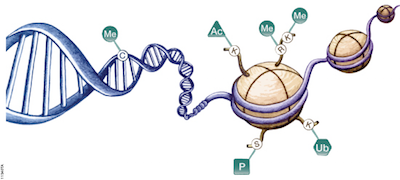 Nat Genet:表观遗传变化让远端转移的<font color="red">胰腺癌</font>细胞更具生存优势