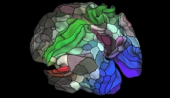 成人脑组织首次育出活性神经细胞：加速细胞<font color="red">替代疗法</font>进程