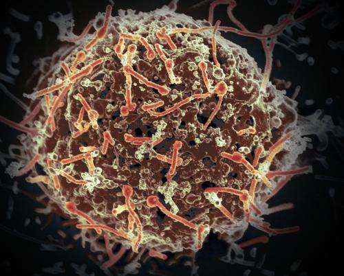 Cell Reports：科学家发现埃博拉病毒对免疫系统的早期影响