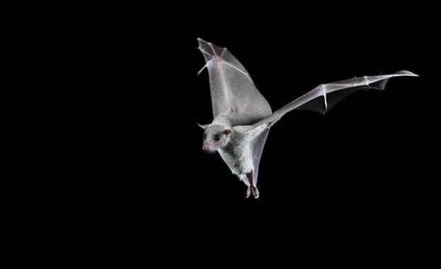 蝙蝠的“卫星导航”神经元或助力阿尔兹海默病疗法的研究