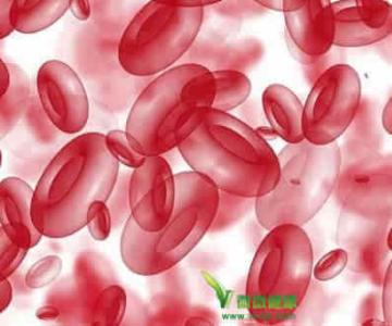 JAMA：糖化血红<font color="red">蛋白水平</font>在镰状细胞性贫血患者中意义