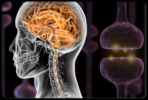 Stroke：大脑后部动脉与大脑前部动脉存在病理上相同吗？