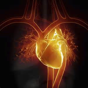 修补心脏不是梦！心肌细胞可以被培养