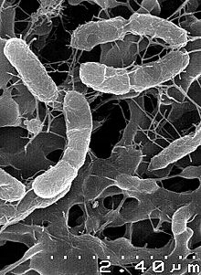 欧盟细菌抗生素耐药研究取得进展